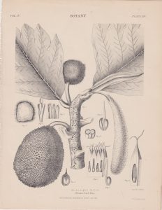 Antique Print, Artocarpus incisa, 1889