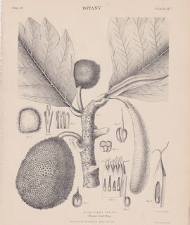Antique Print, Artocarpus incisa, 1889