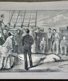 Antique Print, Capture of a Shark in the Tropics, 1872