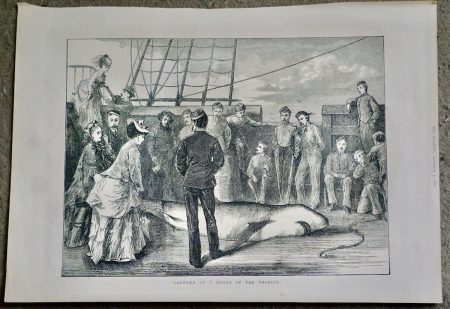 Antique Print, Capture of a Shark in the Tropics, 1872