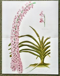 Antique print, Saccolabium Blumei Russelianum, 1880
