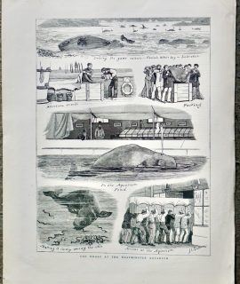 Antique Print, The Whale at the Westminster Aquarium, 1878