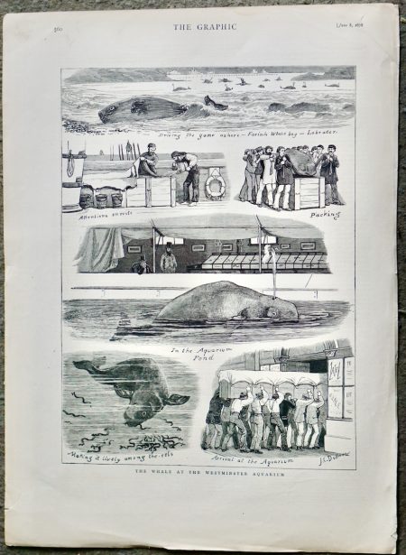 Antique Print, The Whale at the Westminster Aquarium, 1878