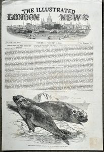 Antique Print, Sea Elephants, 1853