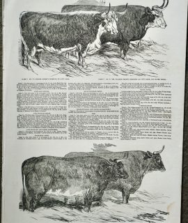 Antique Print, Smithfield Club Prize Cattle, 1851