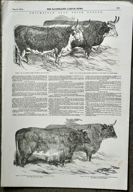 Antique Print, Smithfield Club Prize Cattle, 1851