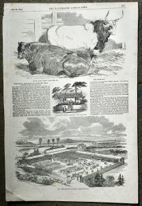Antique Print, New-cattle market at Croydon, 1851