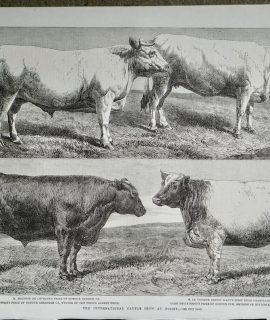Antique Print, The International Cattle Show at Poissy, 1862