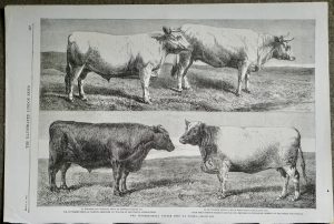 Antique Print, The International Cattle Show at Poissy, 1862