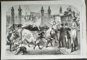 Antique Print, Inspection of foreign cattle, 1865