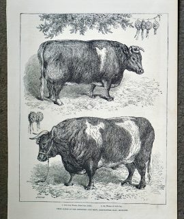 Antique Print, Prize Cattle, 1878