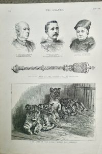 Antique Engraving Print, Lion Cubs in the Dublin Zoological Garden, 1887