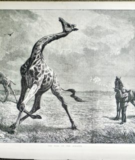Antique Print, The Fall of the Giraffe, 1884