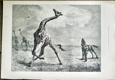 Antique Print, The Fall of the Giraffe, 1884