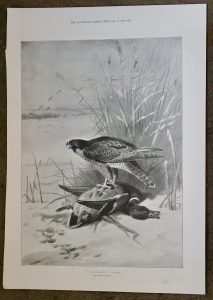 Vintage Print, A successful Foray, 1896