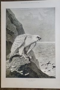 Antique Print, Falcon on the watch, 1897