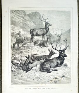 Antique Print, Deer on a SUnny Hill Side in the Highlands, 1872