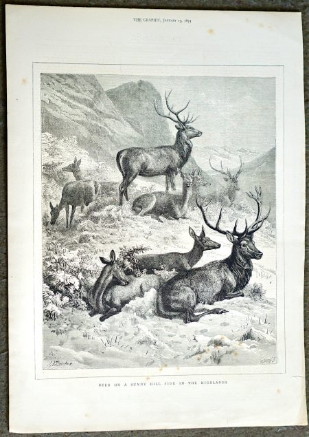 Antique Print, Deer on a SUnny Hill Side in the Highlands, 1872