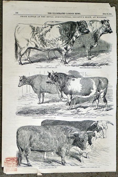 Antique Print, Cattle, 1851