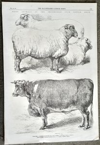 Antique Print, Cattle Show, 1866
