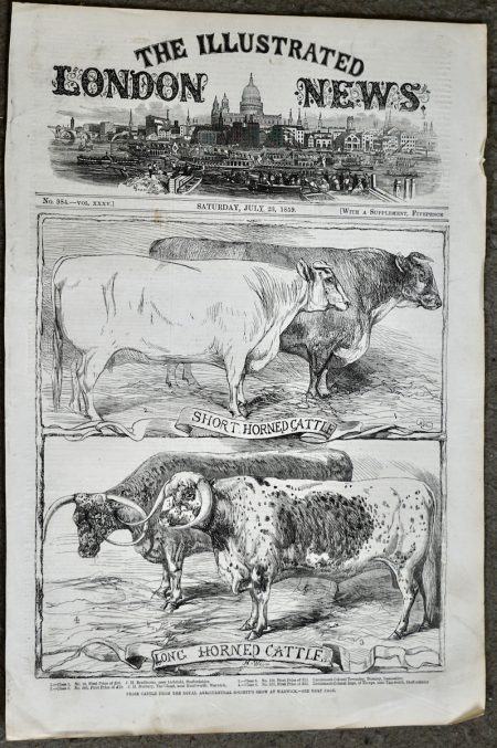 Antique Print, Cattle, 1859