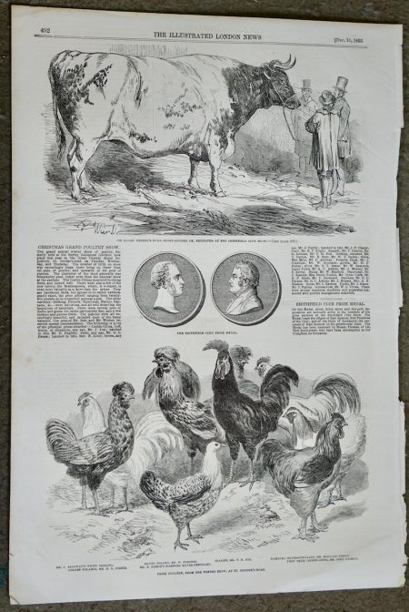 Antique Print, Medal; Poultry Show; Ox, 1853