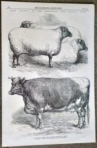 Antique Print, Cattle Show, 1866