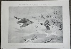 Vintage Print, Sparrow-Hawk Raiding a Flock of Chaffinches, 1903
