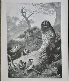 Vintage Print, Mobbing A Wood-Owl, 1897
