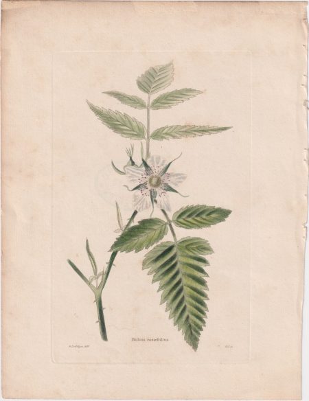 Antique Engraving Print, Rubus rosaefolius, 1802 ca.