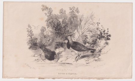 Antique Engraving Print, Ruffs & Plover, 1843