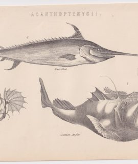 Antique Print, Acanthopterygii, 1870