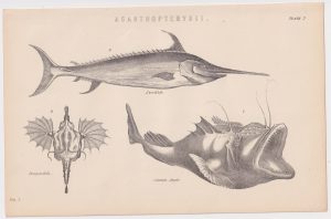 Antique Print, Acanthopterygii, 1870
