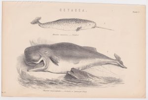Antique Print, Cetacea, 1870