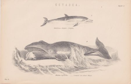 Antique Print, Balaena Mysticetus, 1870