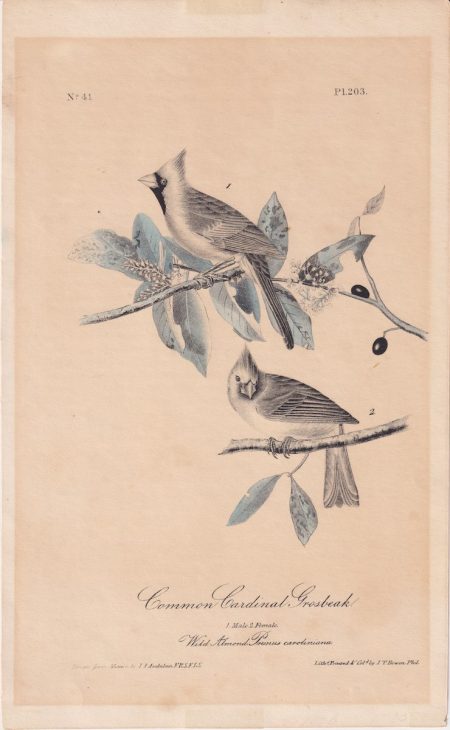 Rare Antique Print, Common Cardinal Grosbeak, 1870 ca.