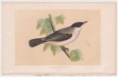 Antique Print, Orphean Warbler, 1860