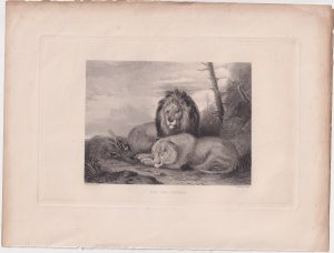 Antique Engraving Print, Lion and Lioness, 1830