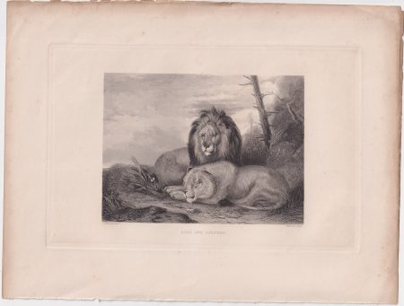 Antique Engraving Print, Lion and Lioness, 1830