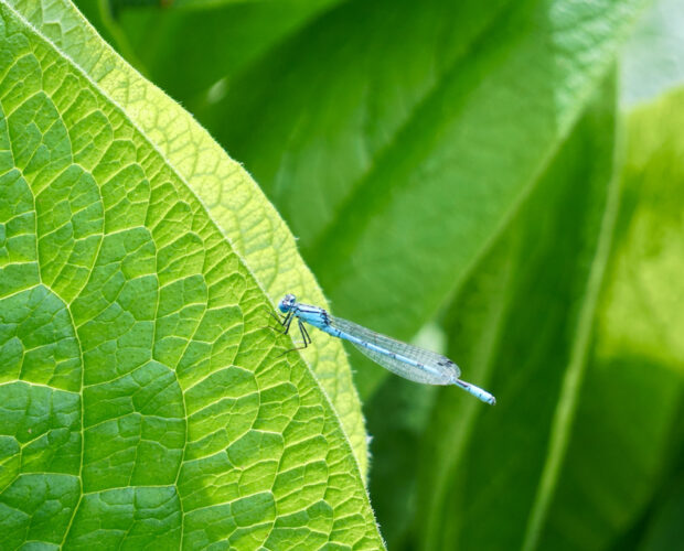 Ugo Betti, poeta, drammaturgo