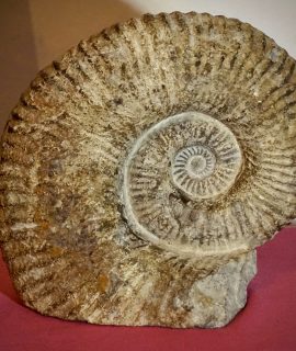 Giant Ammonite fossil