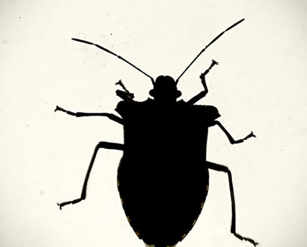 Talebani, narcotraffico, sistema, plagi