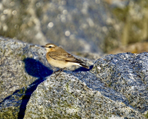 Segnalazioni letterarie, politica, manipolazione