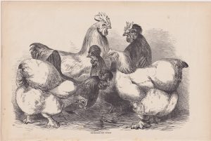 Antique Print, Crevecoeurs and Cochins, 1880