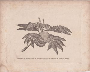 Antique Engraving Print, A Branch of the Bread fruit tree, 1801