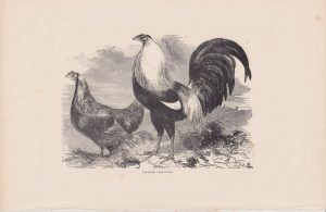 Antique Print, Ducking Game Fowls, 1880