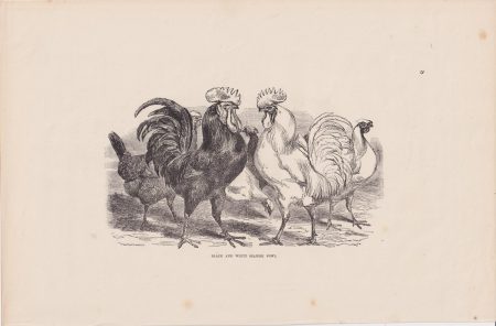 Antique Print, Black and White Spanish Fowl, 1880
