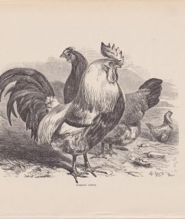 Antique Print, Dorking Fowls, 1880
