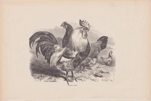 Antique Print, Dorking Fowls, 1880