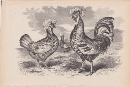 Antique Print, Houdan Fowls, 1880